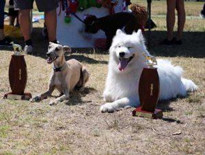 Ebony-Melbourne-Dog-Trainer-1 Ebony â Melbourne Dog Trainer