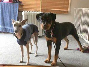 Ebony-Melbourne-Dog-Trainer-3
