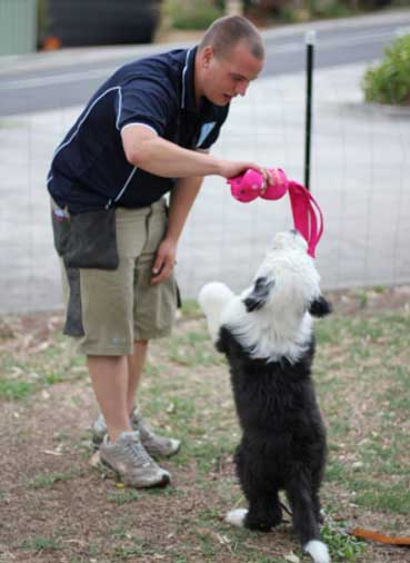 chris-loverseed-dog-trainer-1 Chris Loverseed â Melbourne Dog Trainer
