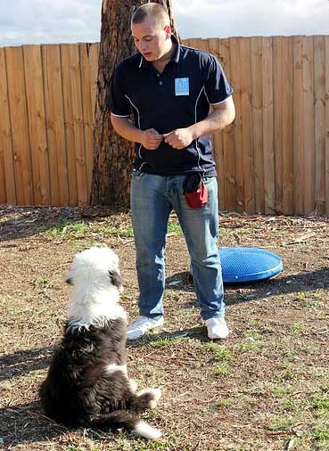 chris-loverseed-dog-trainer-2 Chris Loverseed â Melbourne Dog Trainer