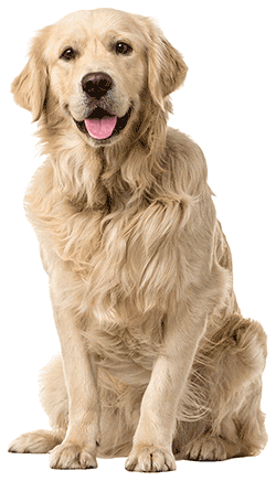 melbourne-dog-training-package