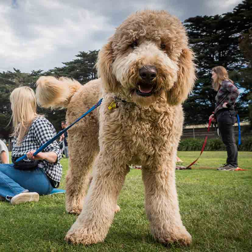 melbournedogtraining02 Positive K9 Training
