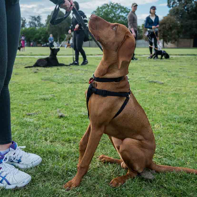 melbournedogtraining07 Positive K9 Training