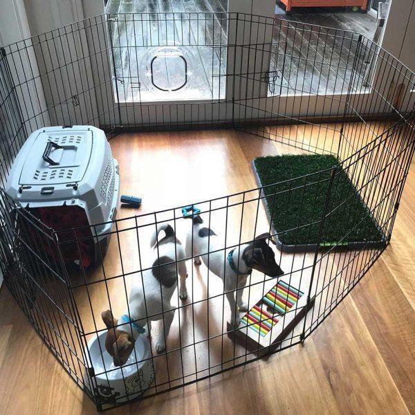 setting up a puppy pen