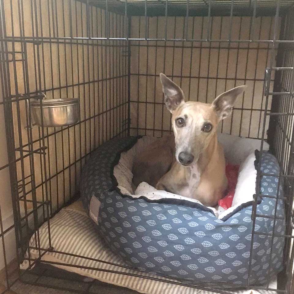 whippet crate training