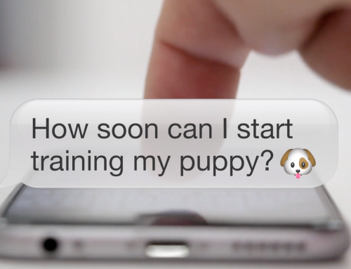 How soon can I start training my puppy?
