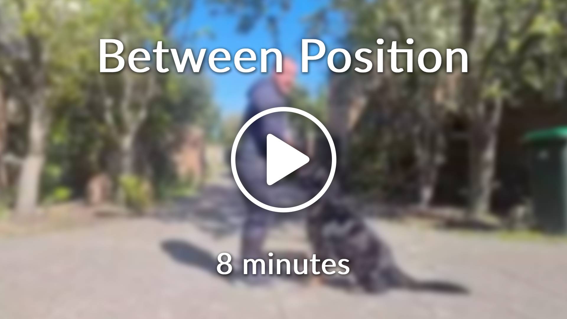 Between Position Dog Training - Positive K9 Training