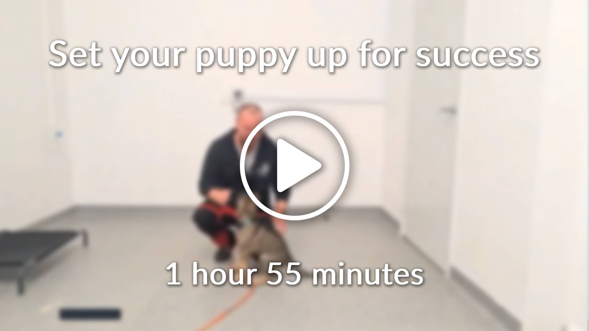 Set your puppy up for success - Positive K9 Training
