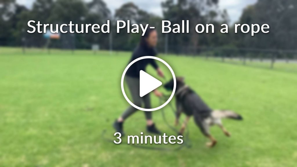 Structured Play Ball on a rope Positive K9 Training