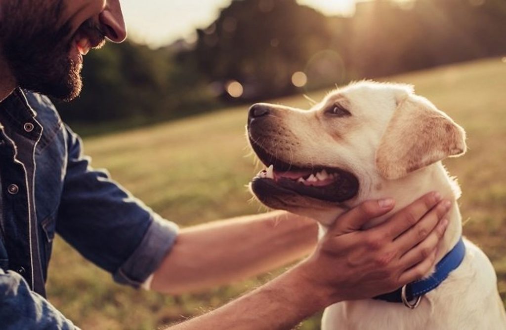 Happy Well Trained Dog Happy Well Trained Dog