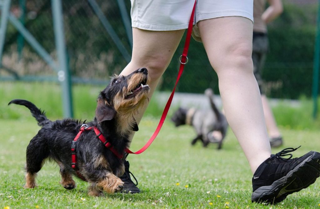 Obedient Dog Obedient Dog
