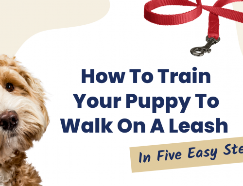 How To Train Your Puppy To Walk On A Leash In Five Easy Steps