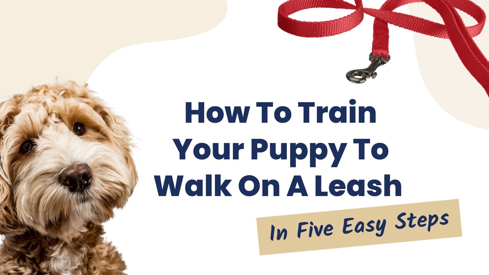 How To Train A Puppy To Walk On A Leash