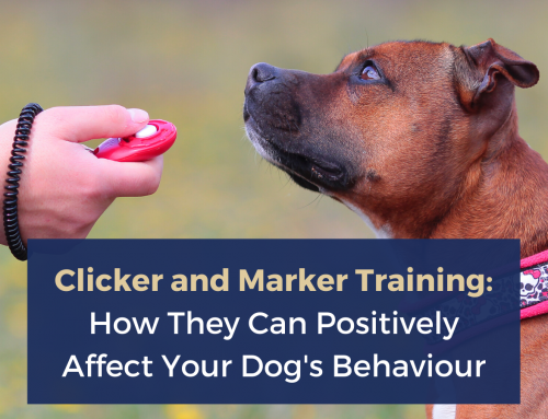 Clicker and Marker Training: How They Can Positively Affect Your Dog’s Behaviour