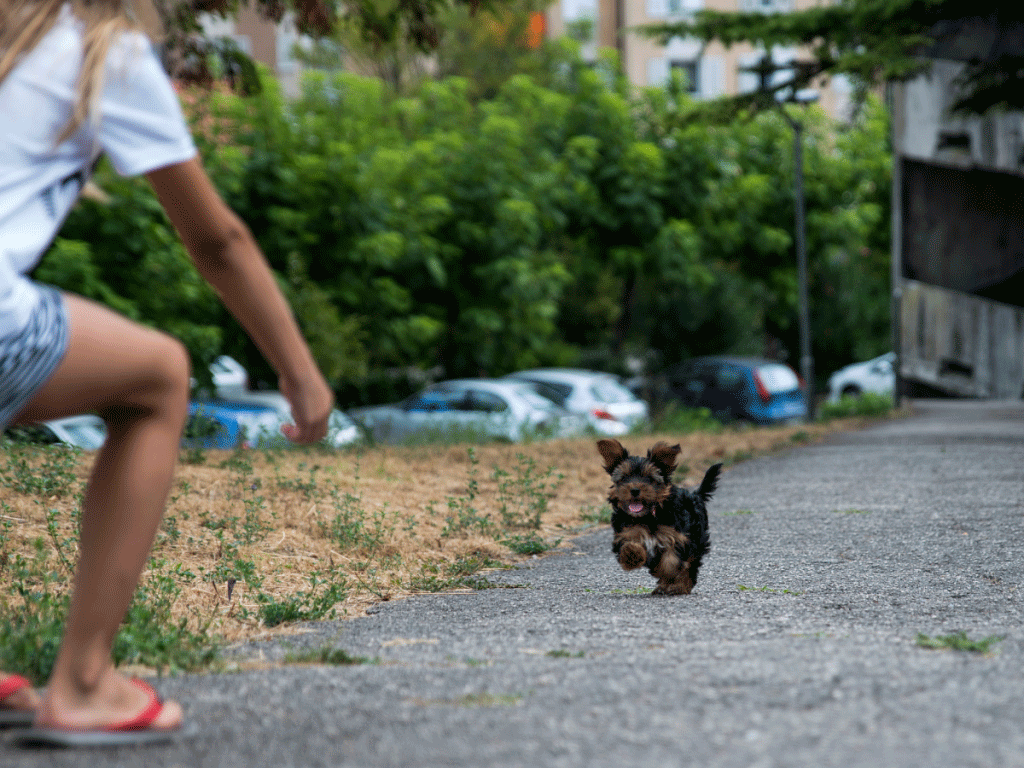 running puppy
