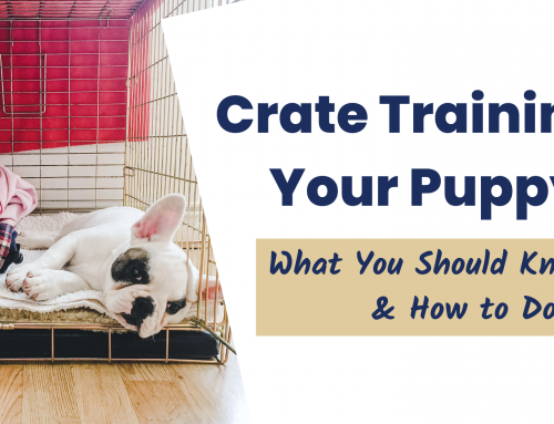 Crate Training Your Puppy: What You Should Know & How to Do It