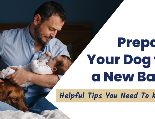 Prepare Your Dog for a New Baby: Helpful Tips You Need To Know