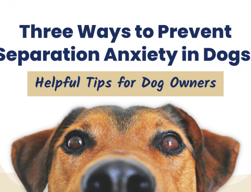 Three Ways to Prevent Separation Anxiety in Dogs:  Helpful Tips for Dog Owners