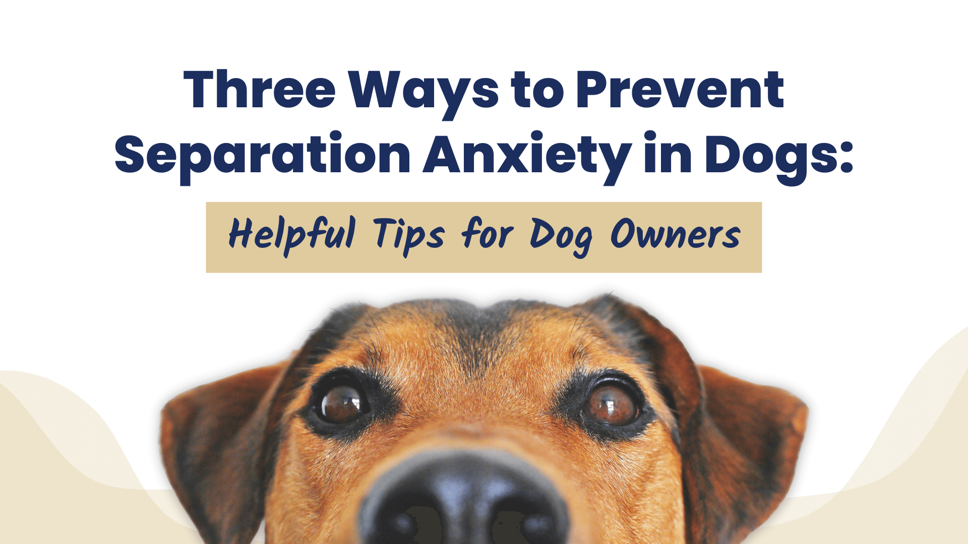 prevent separation anxiety