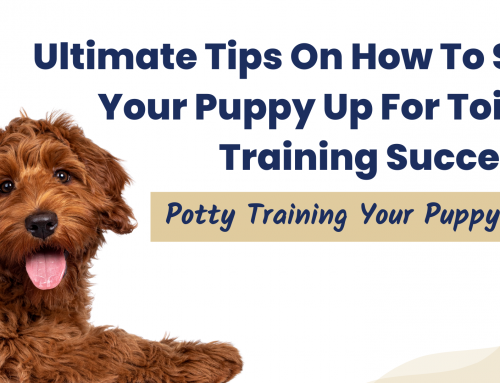 Ultimate Tips On How To Set Your Puppy Up For Toilet Training Success:  Potty Training Your Puppy 101
