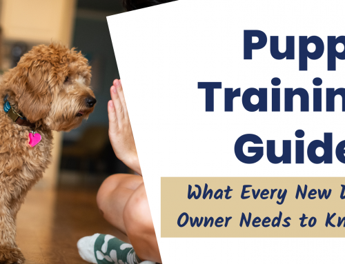 Puppy Training Guide:  What Every New Dog Owner Needs to Know