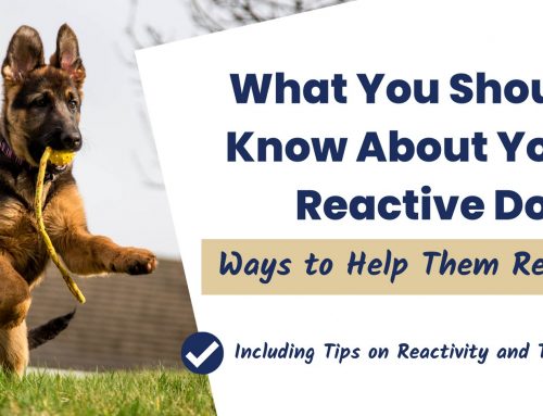 What You Should Know About Your Reactive Dog: Ways to Help Them Relax – Including Tips on Reactivity and Training