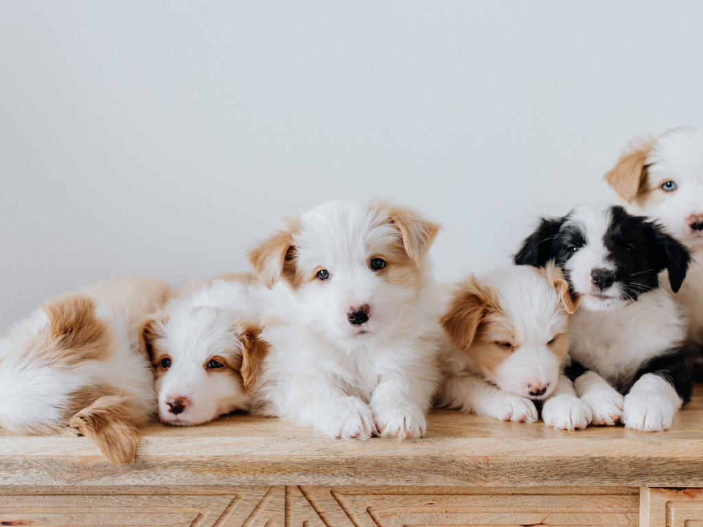 puppy training