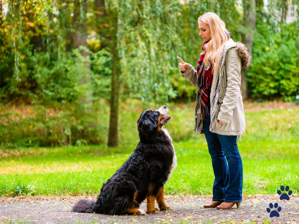 dog training