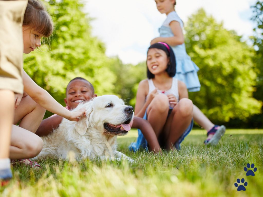 dog socialisation
