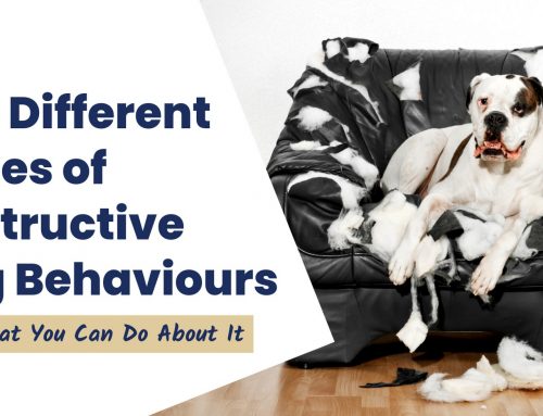 The Different Types of Destructive Dog Behaviours And What You Can Do About It