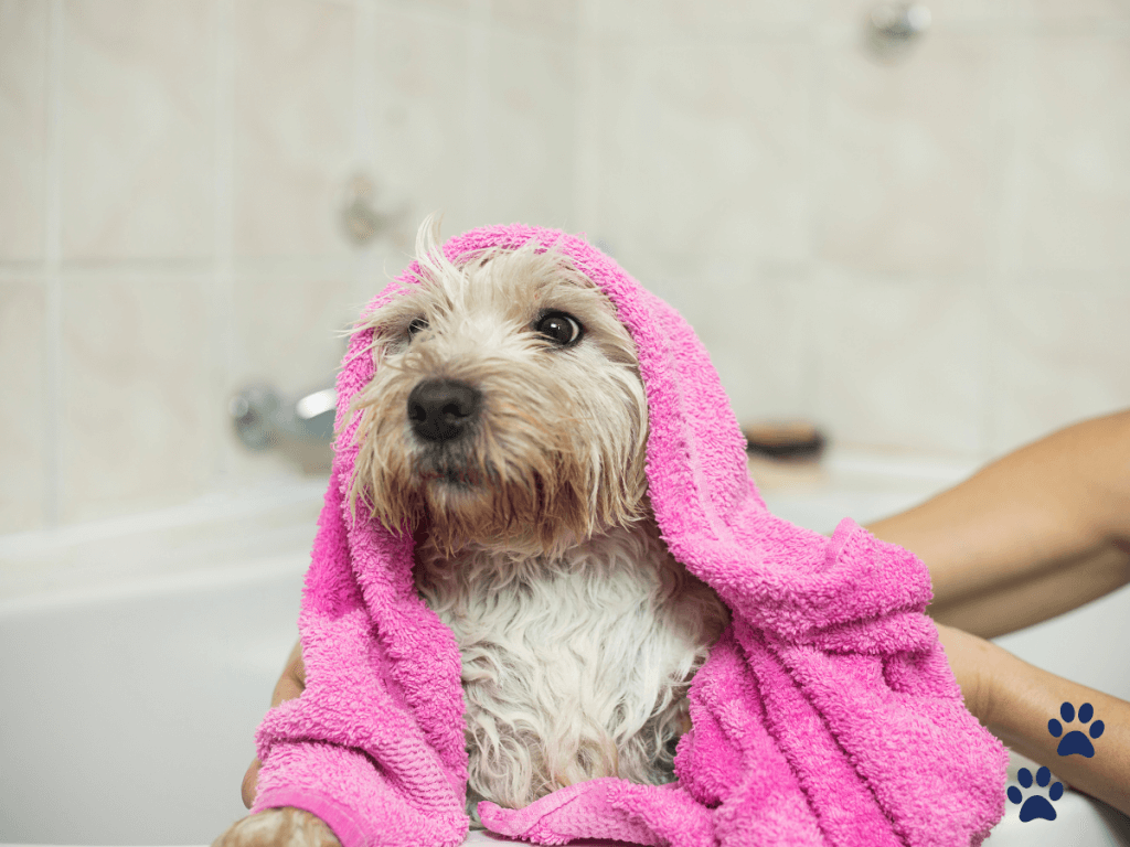 well groomed puppy