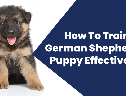 How To Train A German Shepherd Puppy Effectively