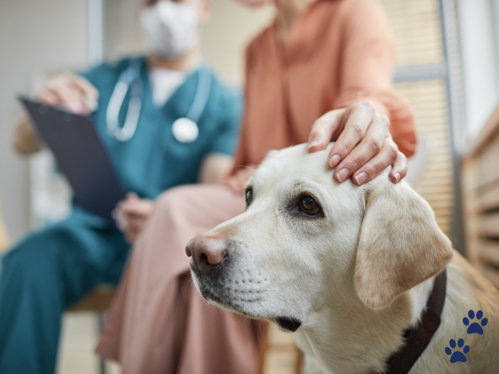 dog at vet