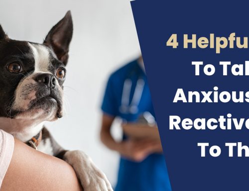 4 Helpful Tips To Take An Anxious And Reactive Dog To The Vet