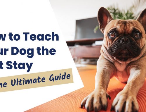How to Teach Your Dog the Mat Stay: The Ultimate Guide