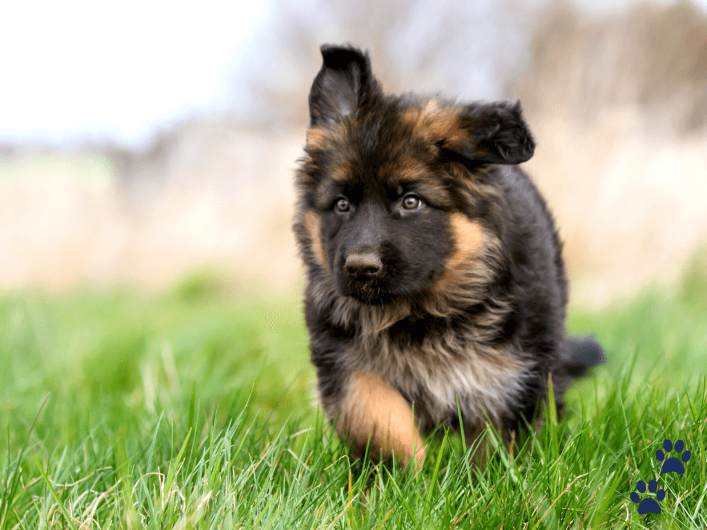 german shepherd puppy