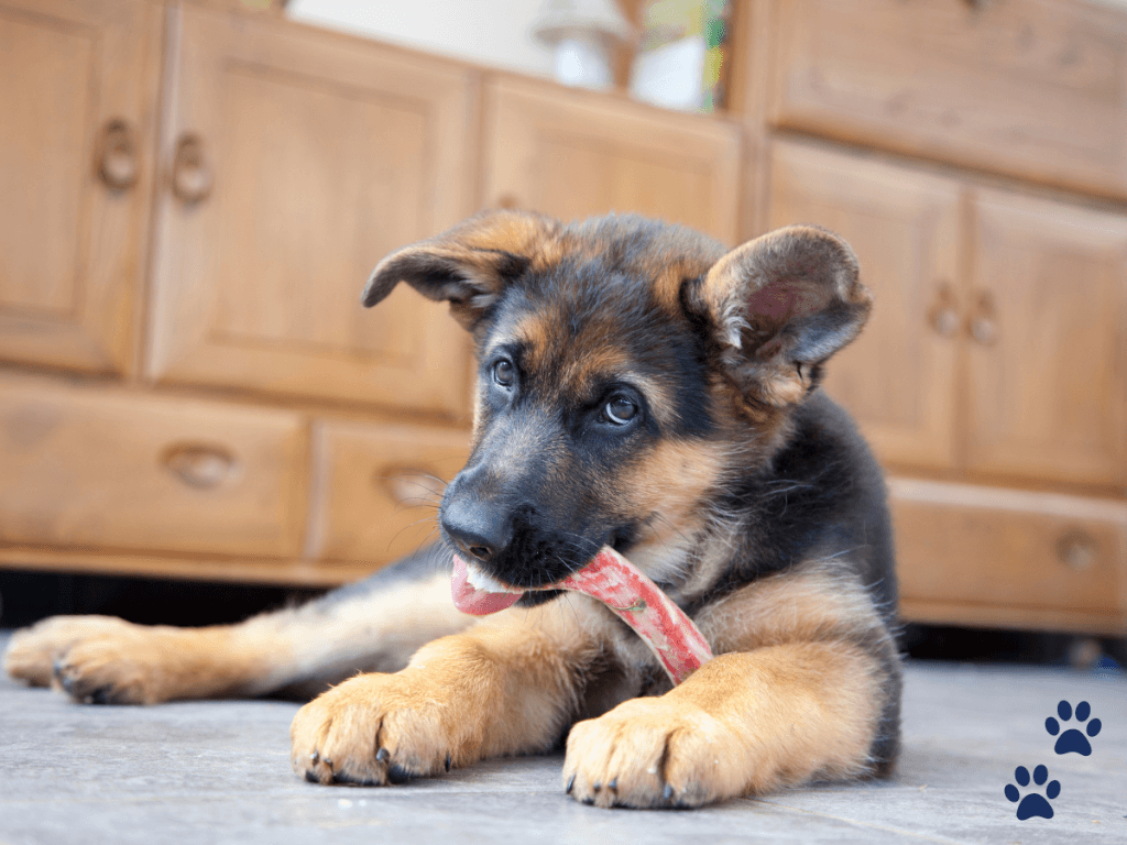 puppy