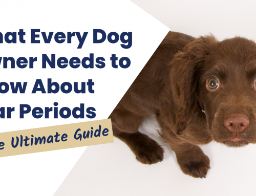 What Every Dog Owner Needs to Know About Fear Periods: The Ultimate Guide