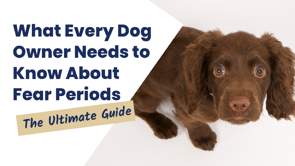 dog fear periods