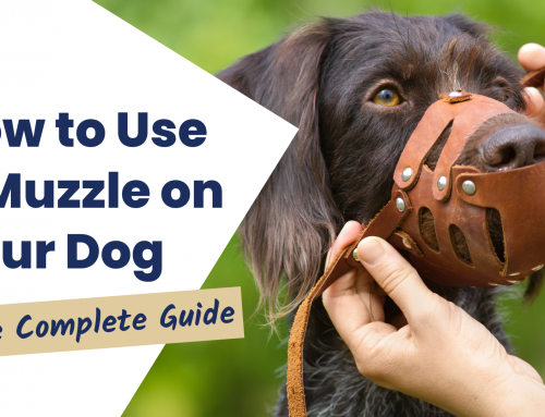 How to Use a Muzzle on Your Dog: The Complete Guide