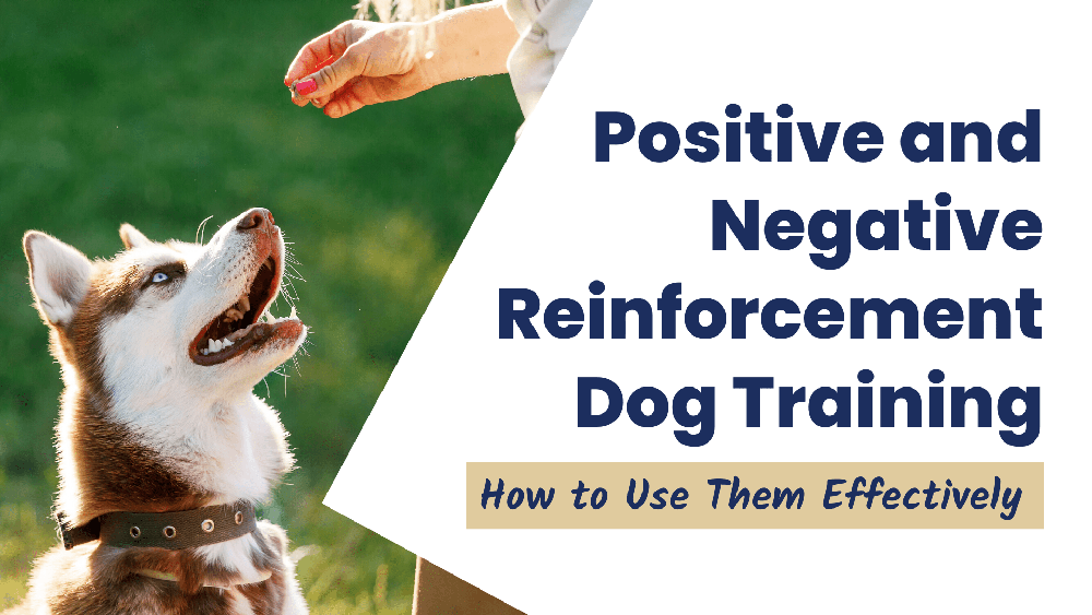 positive vs negative reinforcement dog training