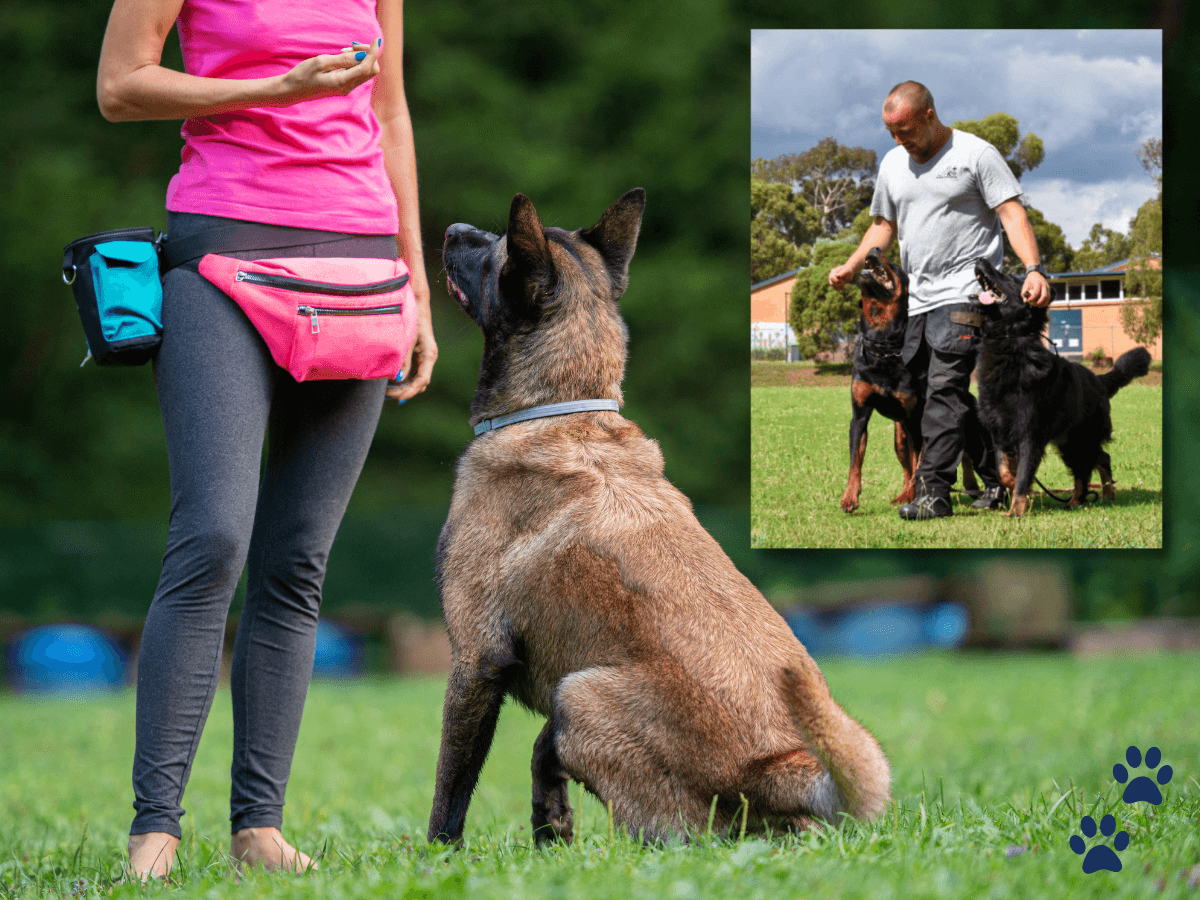 what makes a good dog trainer