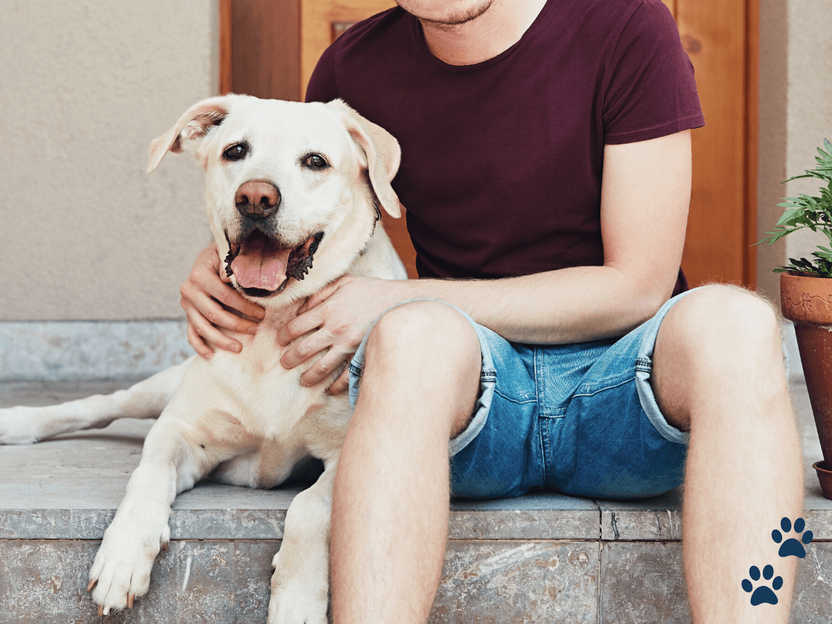 How To Use Positive Reinforcement In Dog Training Routines